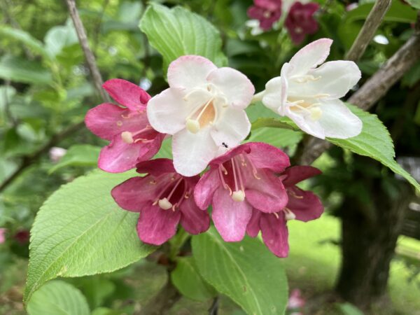 服部緑地,植物園,5月