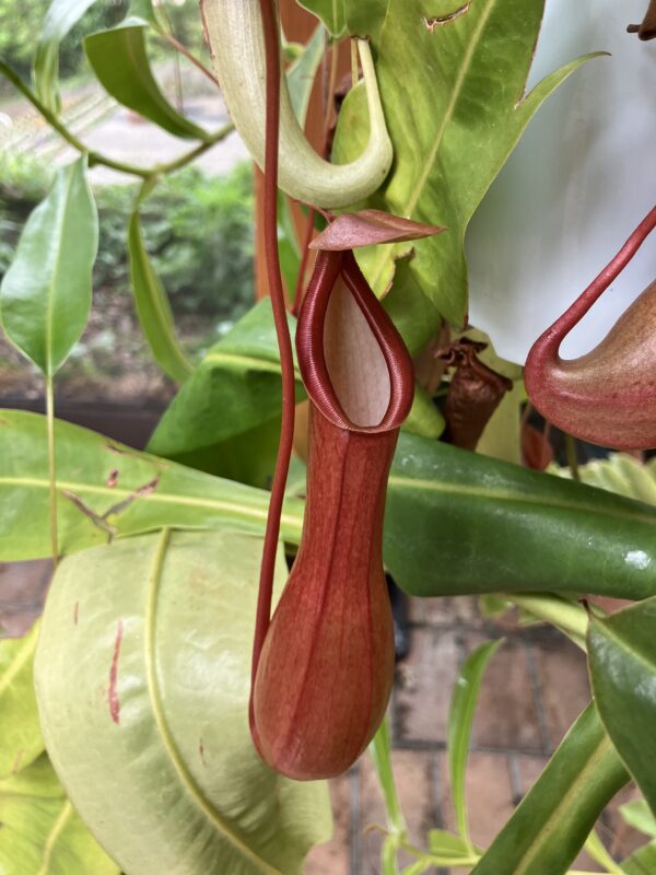 服部緑地,植物園,5月