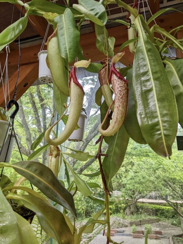 服部緑地,植物園,5月