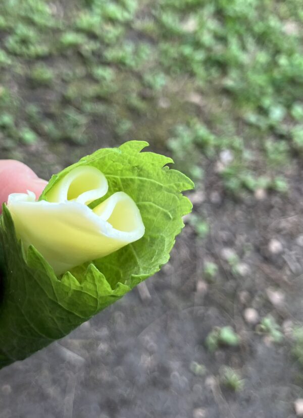 服部緑地,植物園,5月