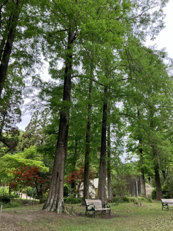 服部緑地,植物園,5月