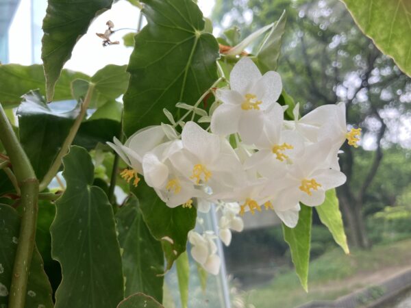 服部緑地,植物園,5月